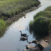 Review photo of Hammonasset State Park Campground by Nita D., July 2, 2020