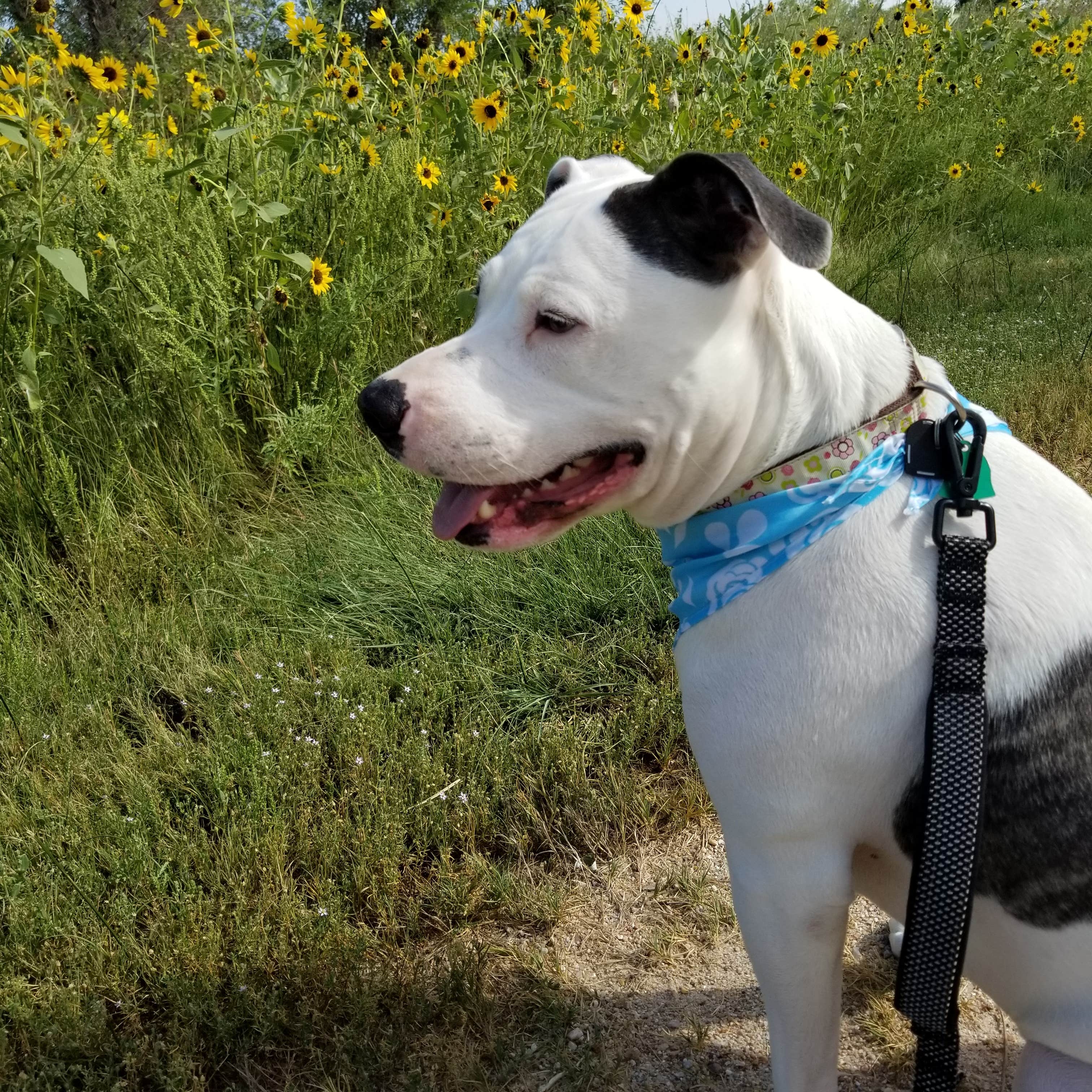 Patti  C.'s photo of camping with pets at Jackson Lake State Park Campground near Greeley, CO