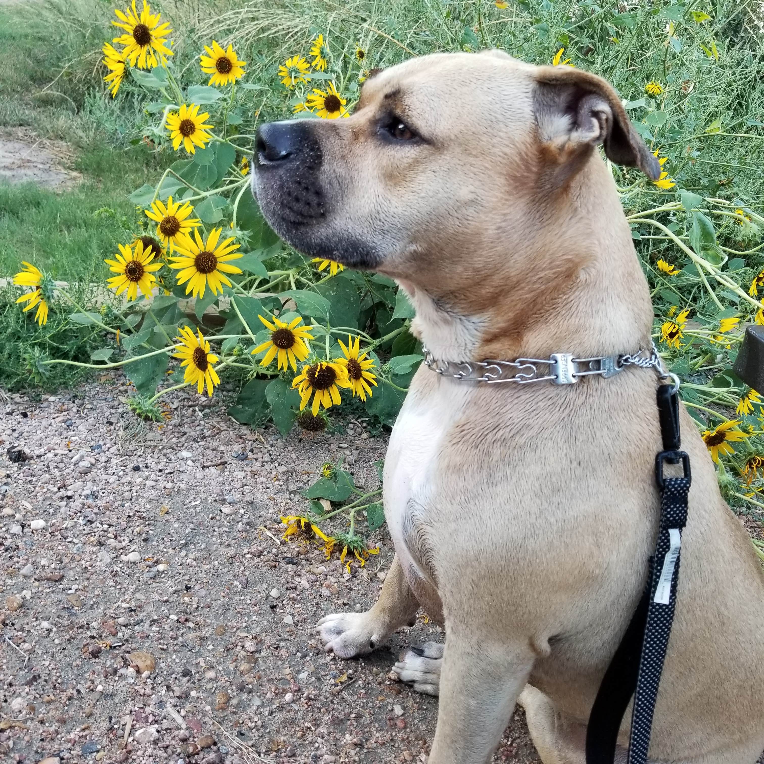 Patti  C.'s photo of camping with pets at Jackson Lake State Park Campground near Greeley, CO