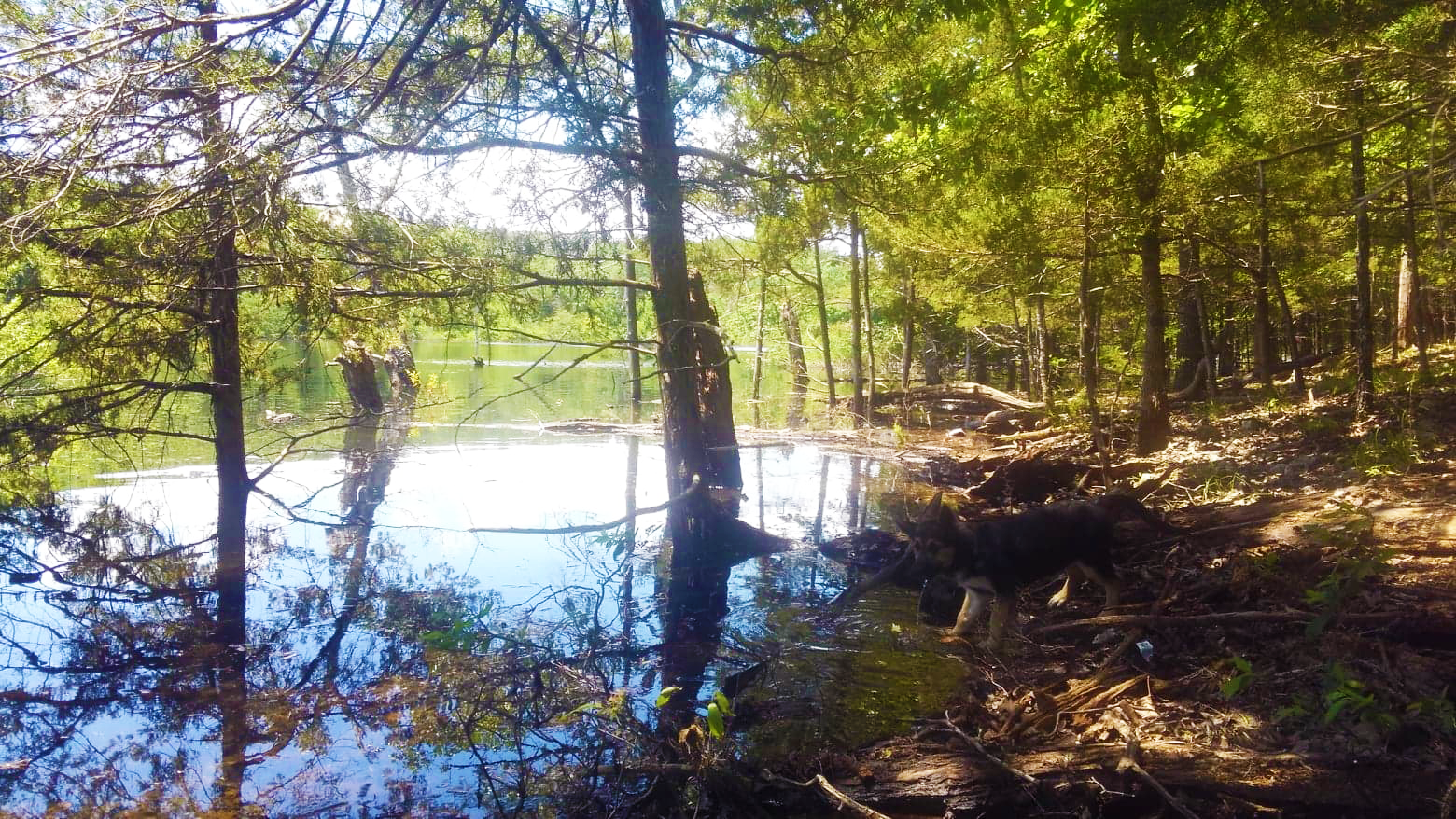 Camper-submitted photo at Aufderklamm Farm near Branson, MO