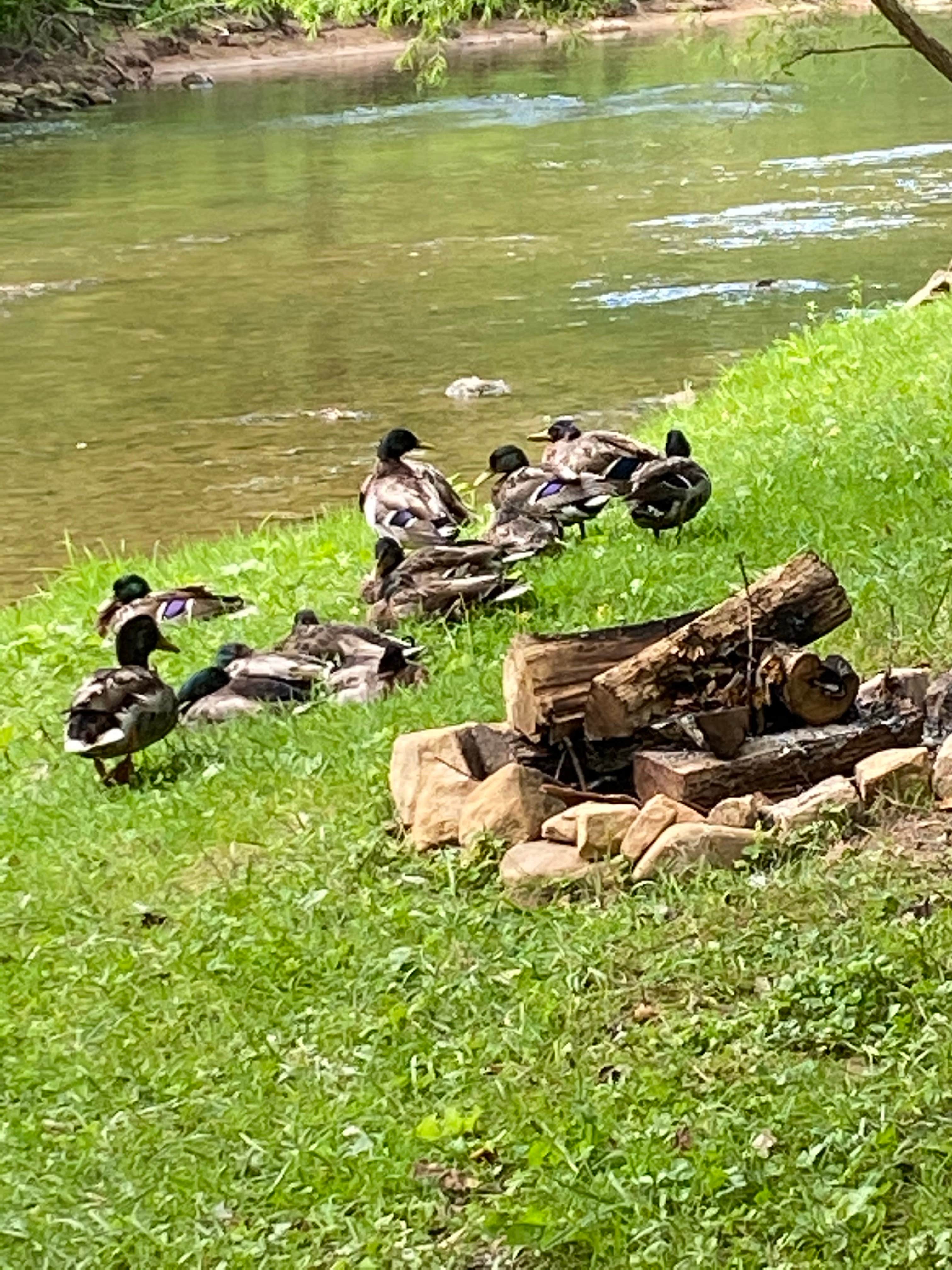 Camper submitted image from Roan Creek Campground - 3