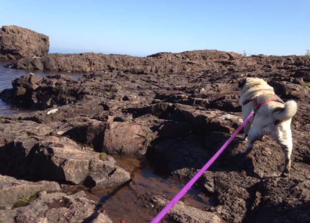 Janet R.'s photo of camping with pets at Gooseberry Falls State Park Campground in Minnesota