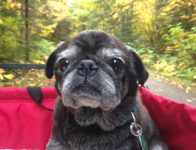 Janet R.'s photo of camping with pets at Gooseberry Falls State Park Campground near Cotton, MN