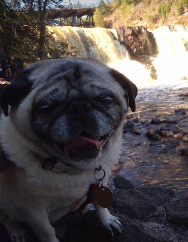 Janet R.'s photo of camping with pets at Gooseberry Falls State Park Campground near Knife River, MN