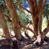 Review photo of Santa Cruz Island Scorpion Canyon Campground — Channel Islands National Park by Janet R., November 25, 2017