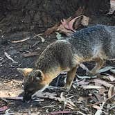 Review photo of Santa Cruz Island Scorpion Canyon Campground — Channel Islands National Park by Janet R., November 25, 2017