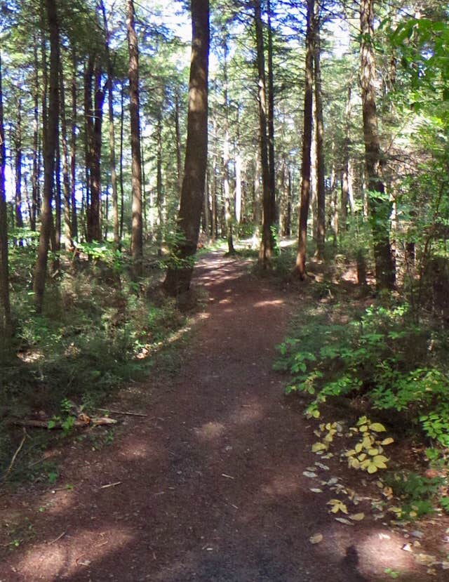 Camper submitted image from Ludlow Creek Lean-To Campsite - 1