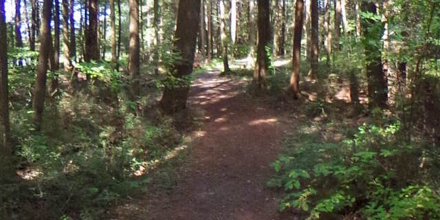 Camper submitted image from Ludlow Creek Lean-To Campsite