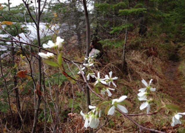 Camper-submitted photo at Nels Lake Backcountry Campsites near Ely, MN
