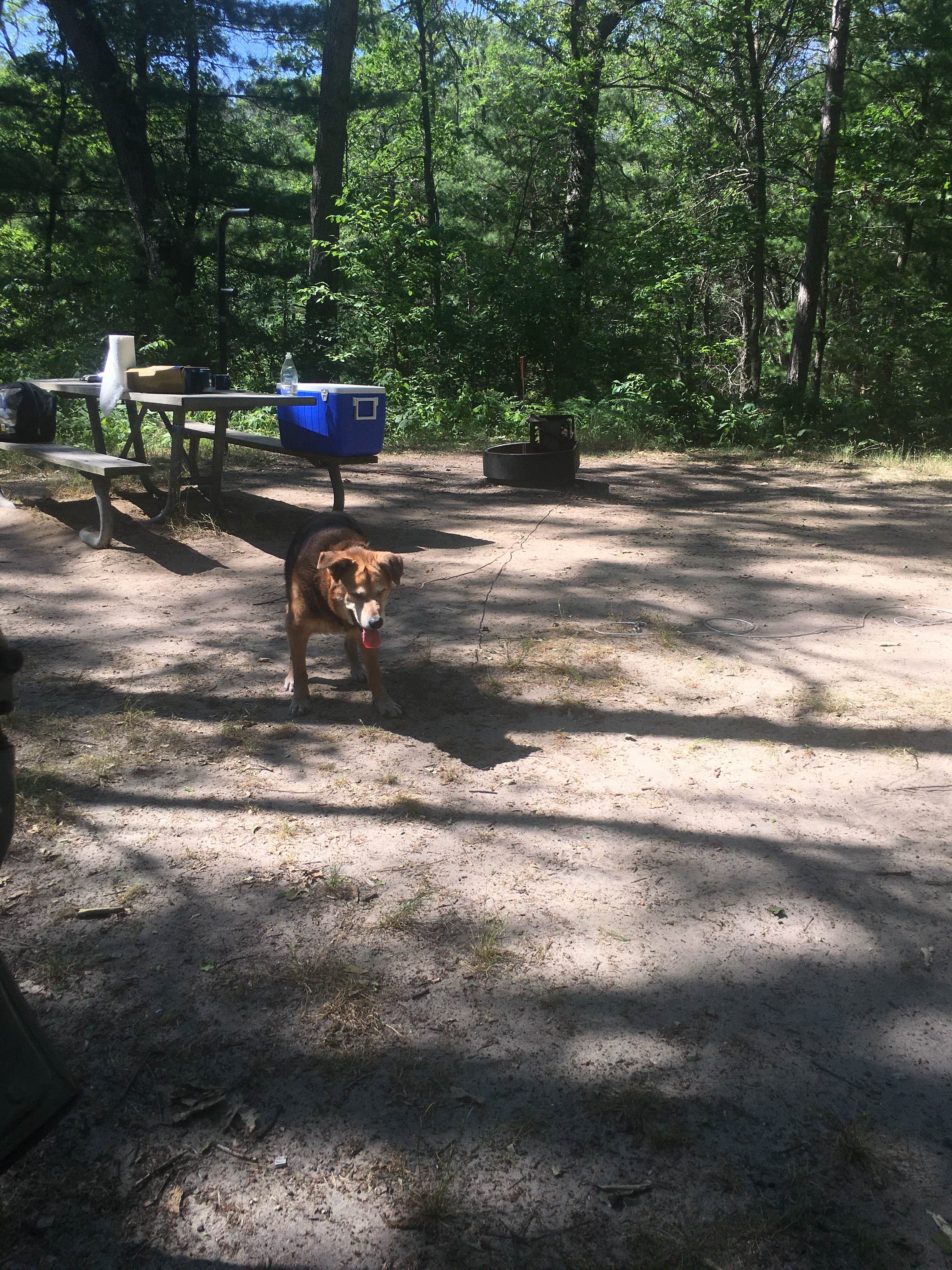 Ryan M.'s photo of camping with pets at Shelley Lake Campground near Baldwin, MI