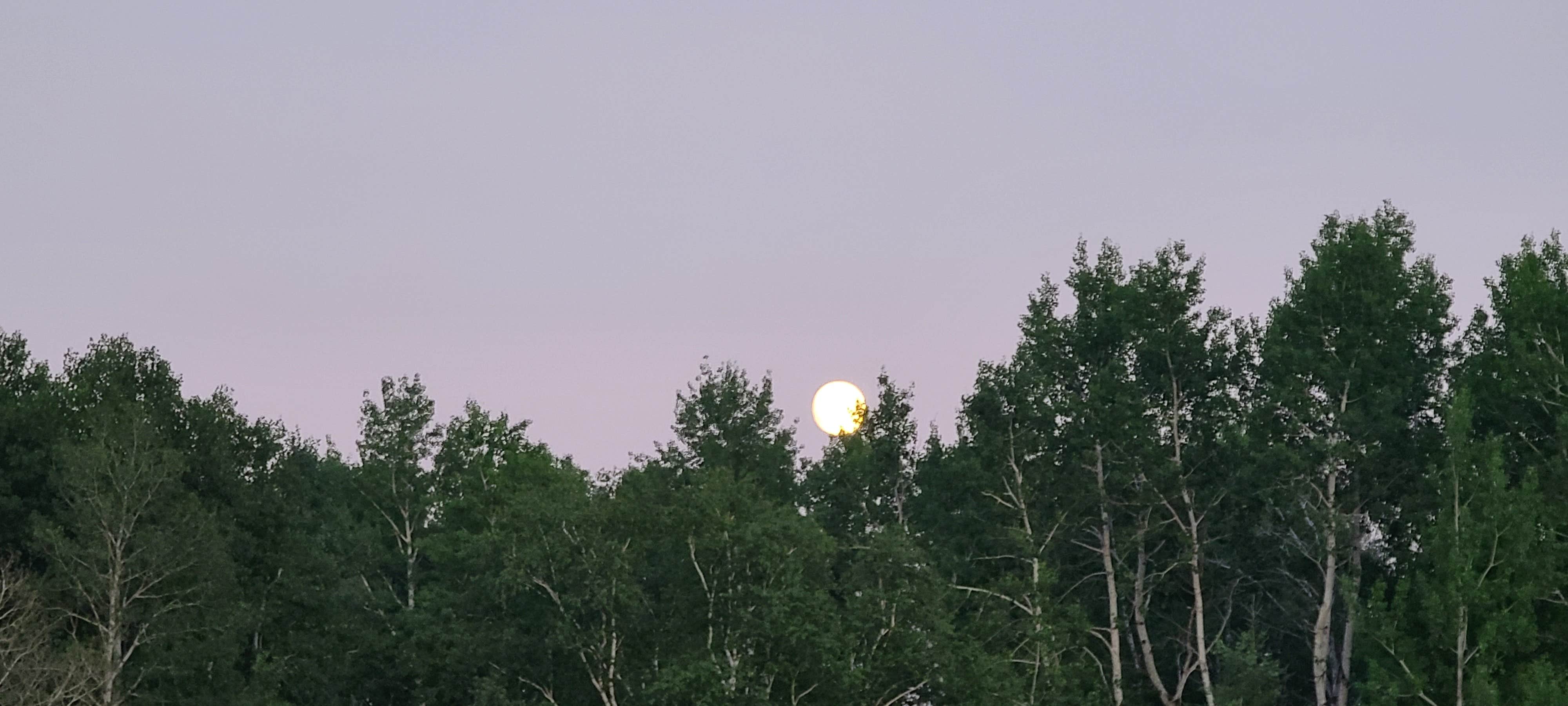 View All