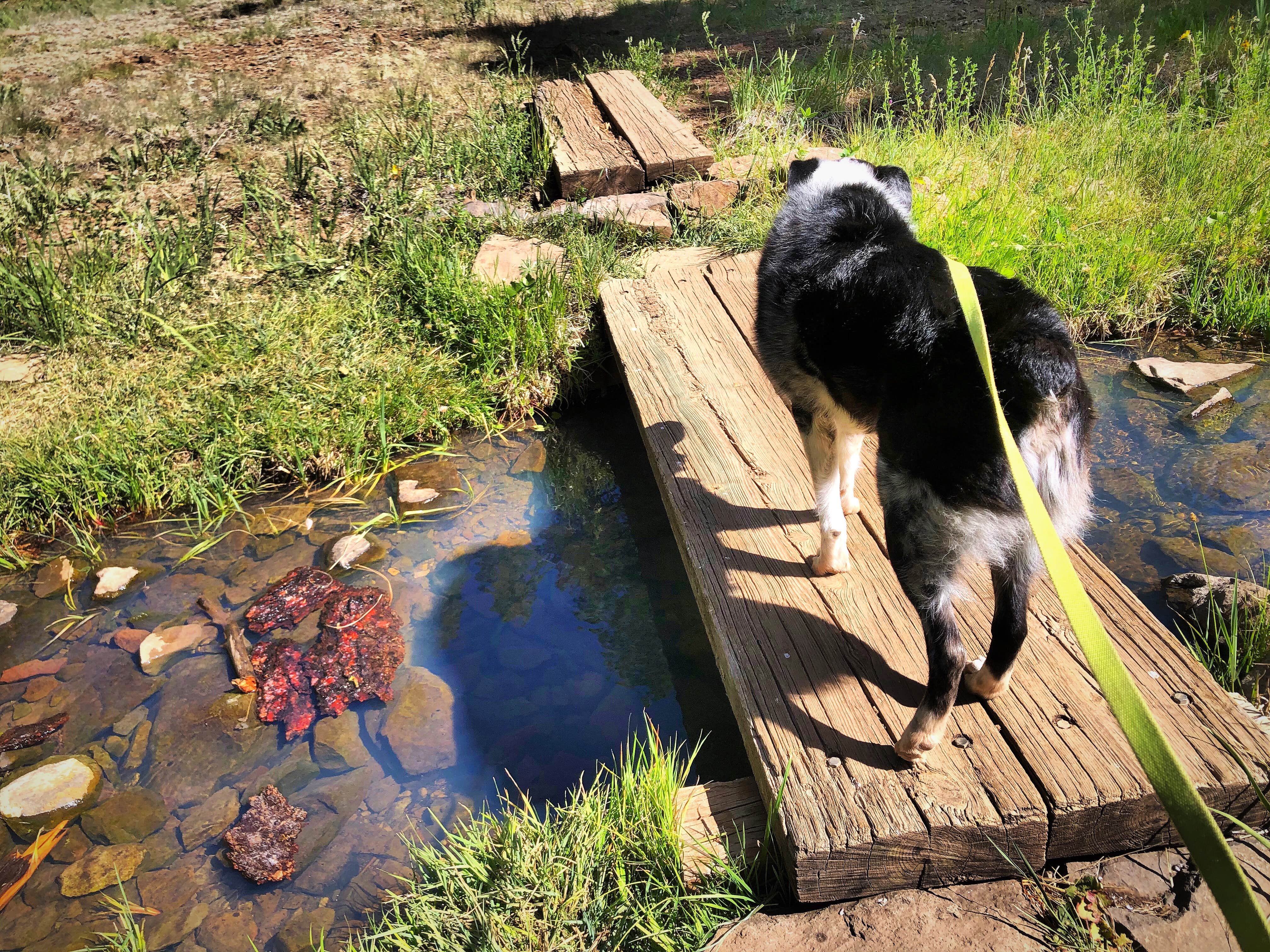 Camper-submitted photo at Double Springs Campground near Coconino National Forest