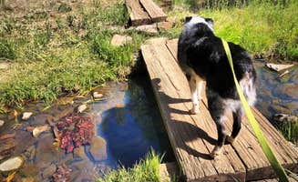 Kaysha R.'s photo of camping with pets at Double Springs Campground near Mormon Lake, AZ