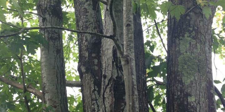 Camper submitted image from Breaks Interstate Park Campground