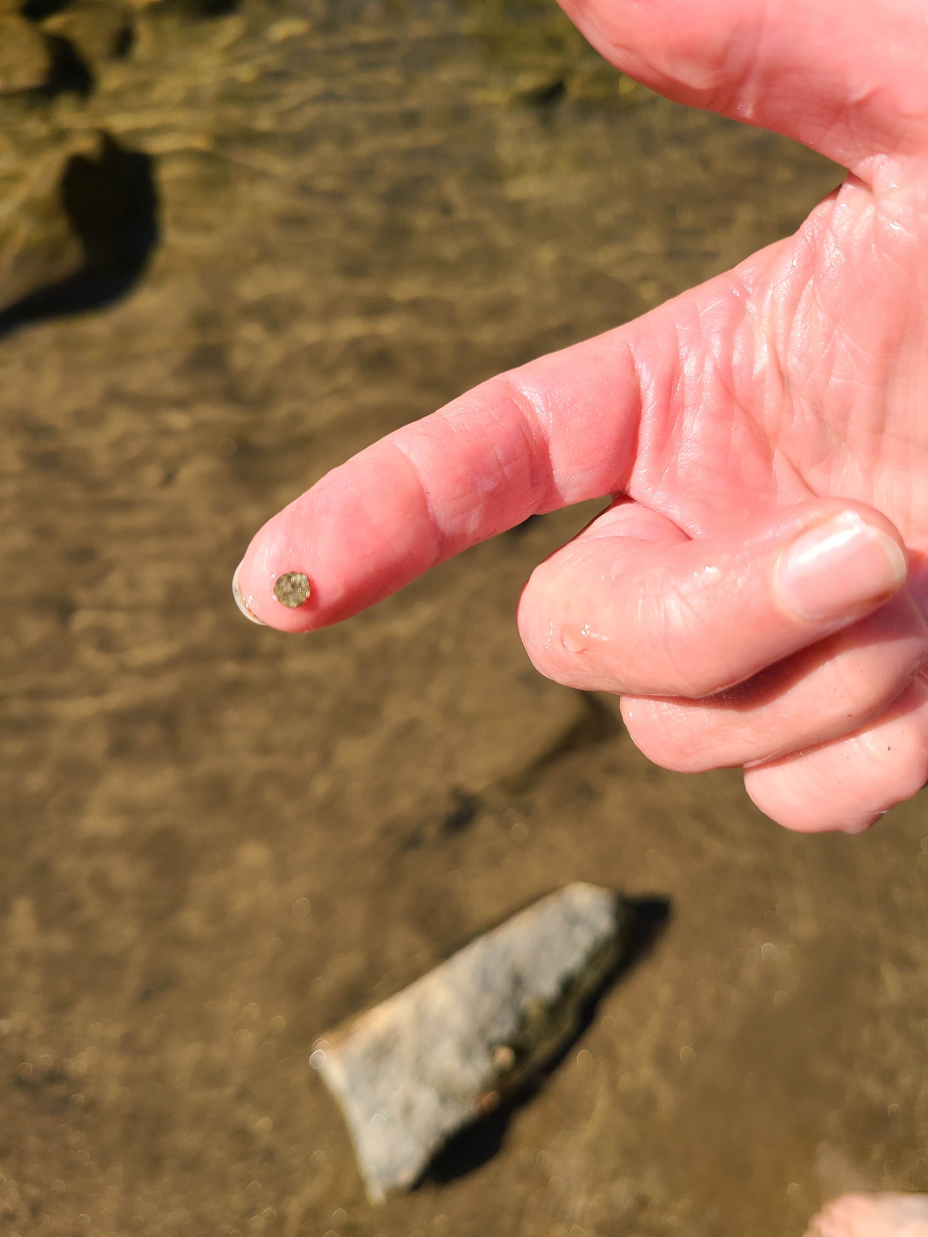 Camper-submitted photo at Pine Grove Campground near Mono Hot Springs, CA