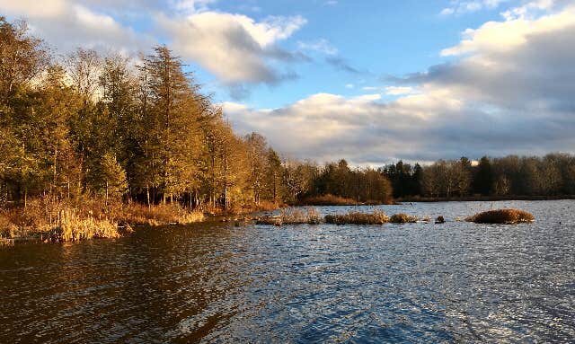 Janet R.'s photo of a dispersed camping area at Balsam Swamp State Forest near Syracuse, NY