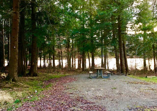 Camper submitted image from Balsam Swamp State Forest - 3