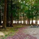 Review photo of Balsam Swamp State Forest by Janet R., November 28, 2017