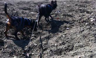 Shelly S.'s photo of camping with pets at Crater of Diamonds State Park Campground near Texarkana, TX