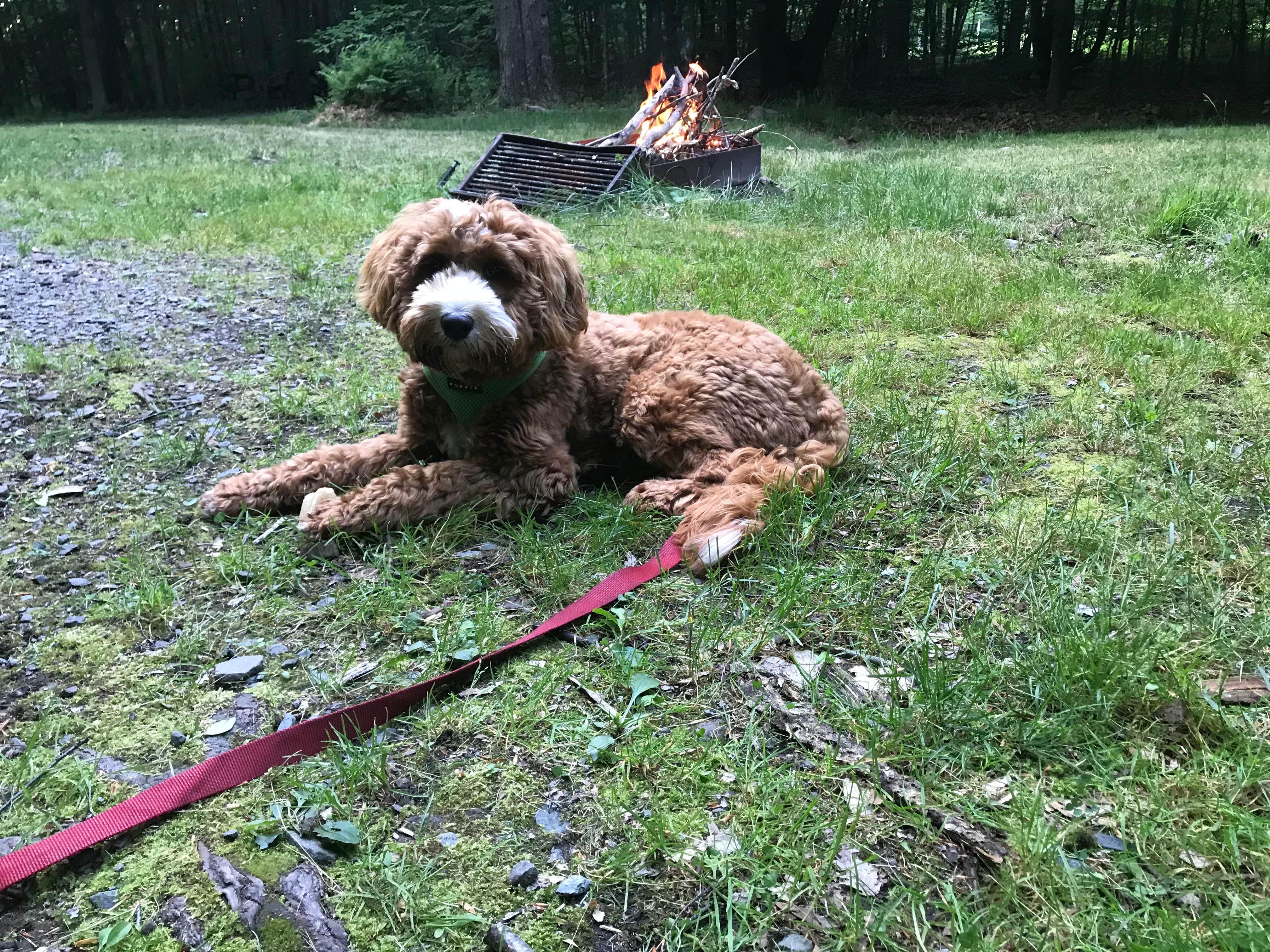 David  B.'s photo of camping with pets at Tobyhanna State Park Campground near Thornhurst, PA