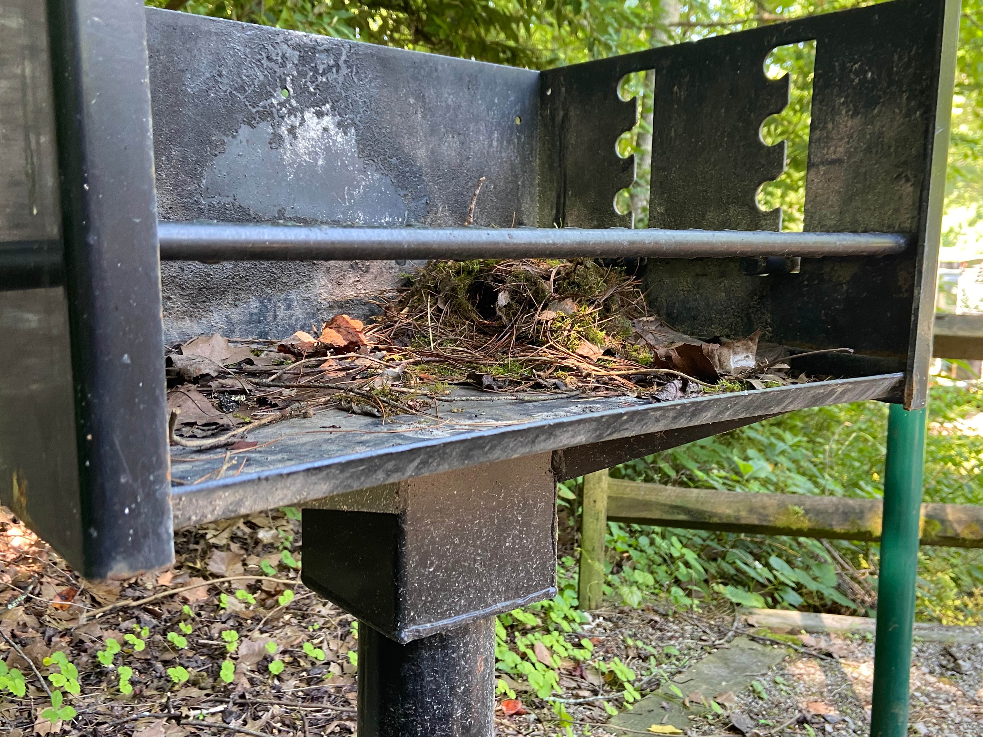 Camper submitted image from Littcarr Campground - 4