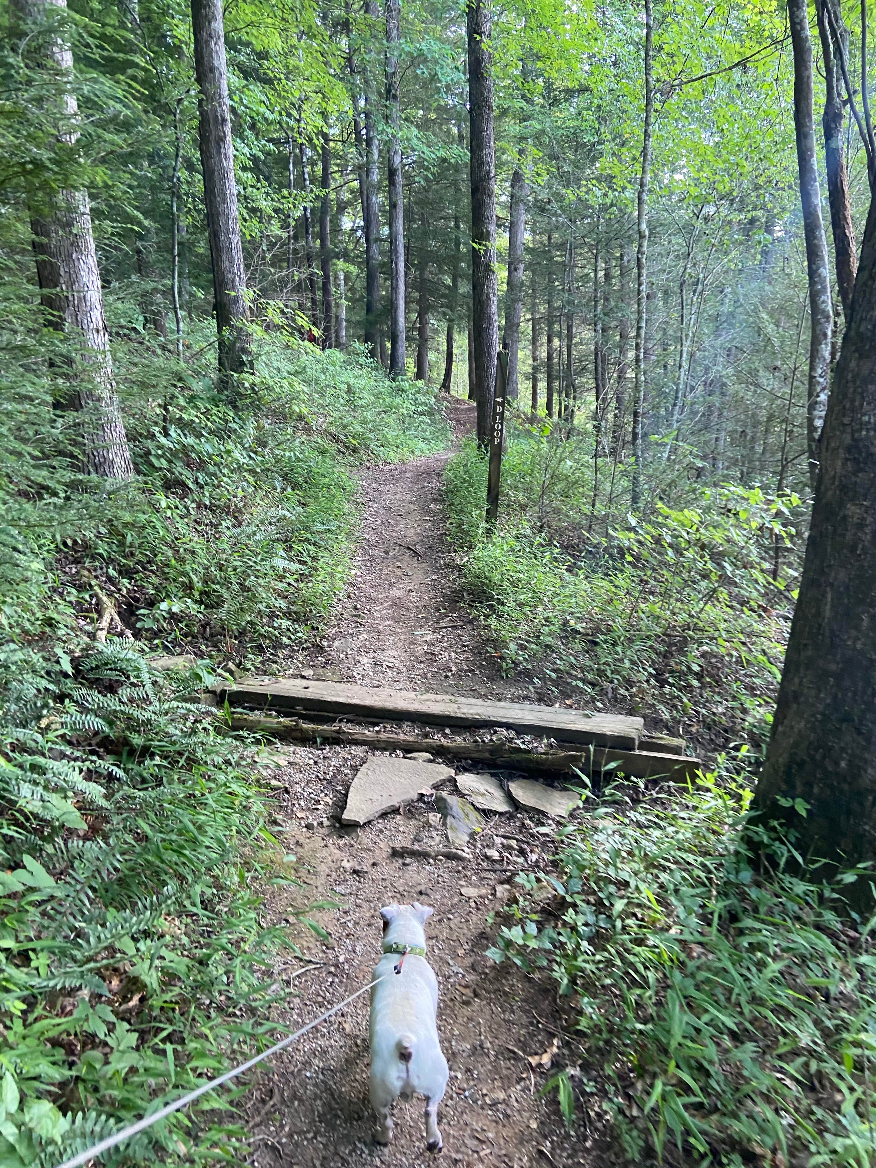 Tiffany T.'s photo of camping with pets at Holly Bay near Somerset, KY