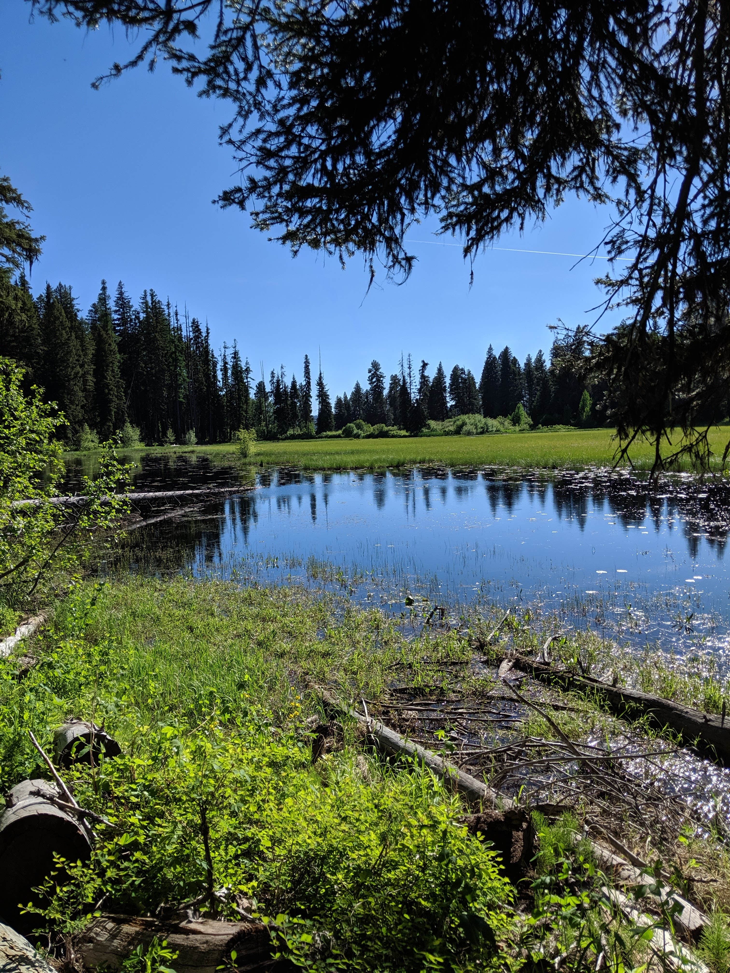 Review of Ponderosa The Dyrt