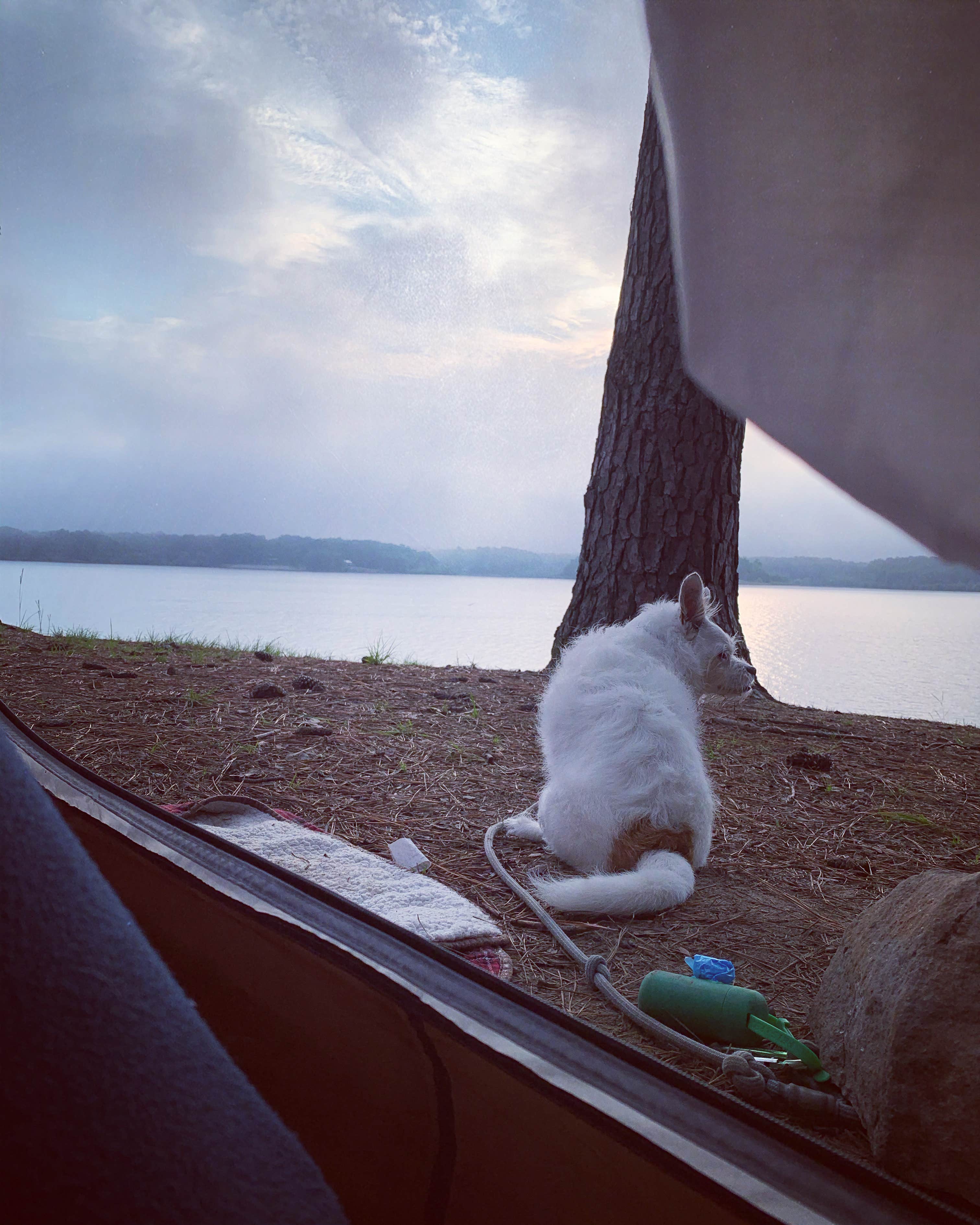 Wild Sage F.'s photo of camping with pets at Dub Patton Campground near West Memphis, AR