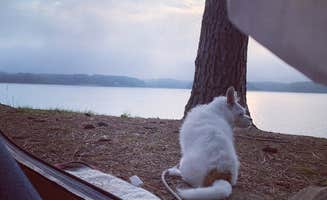 Wild Sage F.'s photo of camping with pets at Dub Patton Campground near Coldwater, MS