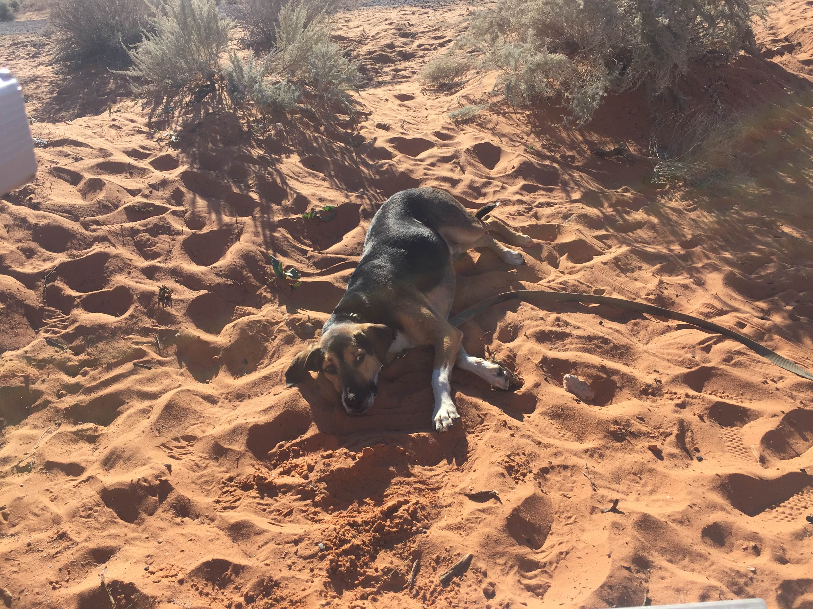 Camper-submitted photo at Sand Pit Campground — Sand Hollow State Park near Mesquite, NV