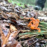 Review photo of Clear Creek State Park Campground by Travis S., July 5, 2020