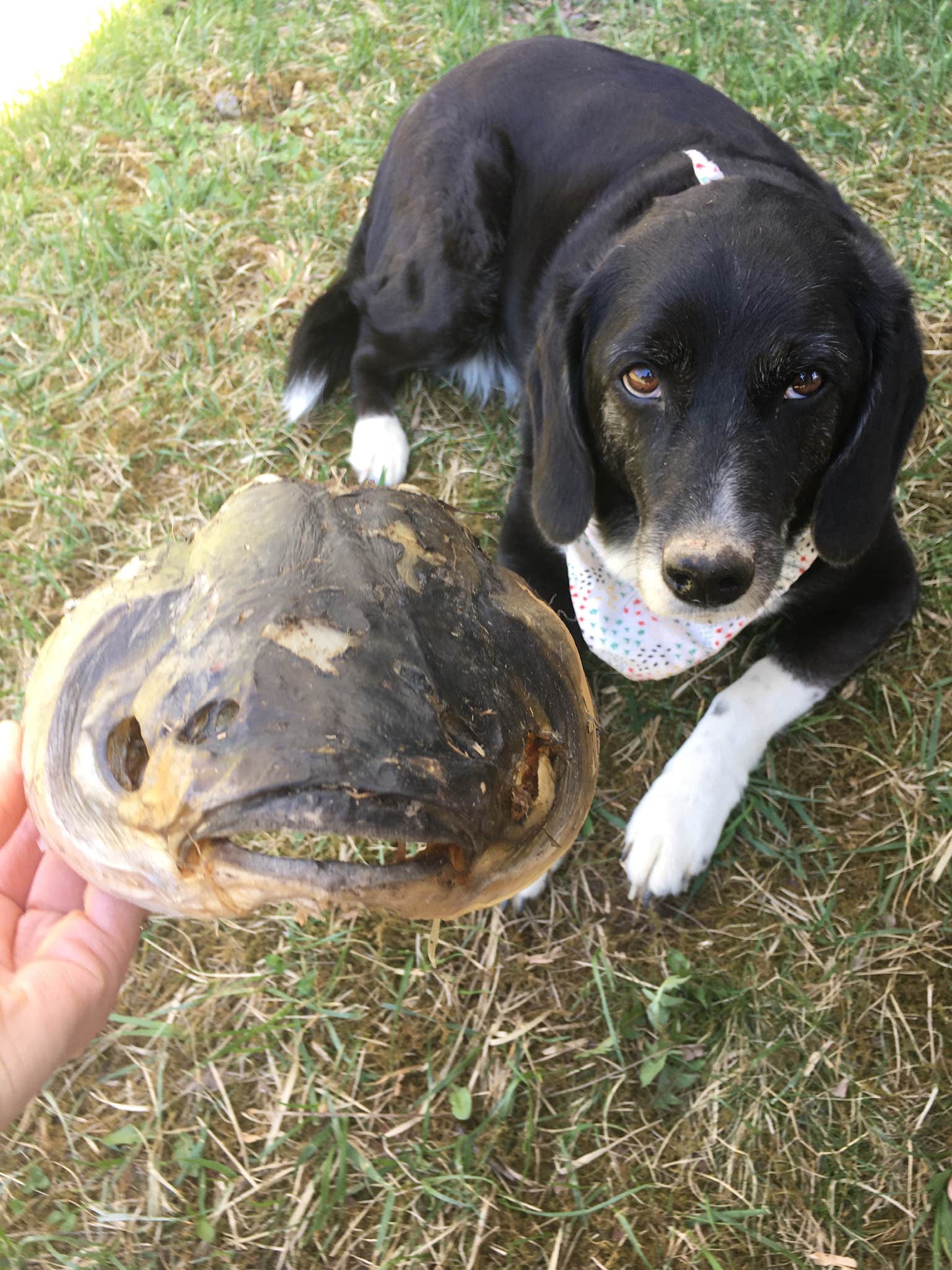jenn C.'s photo of camping with pets at Camp Ara in West Virginia