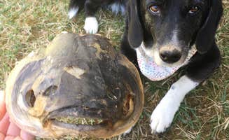 jenn C.'s photo of camping with pets at Camp Ara near Mount Clare, WV