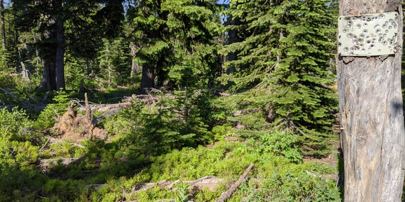 Camper submitted image from Bone Spring Campground