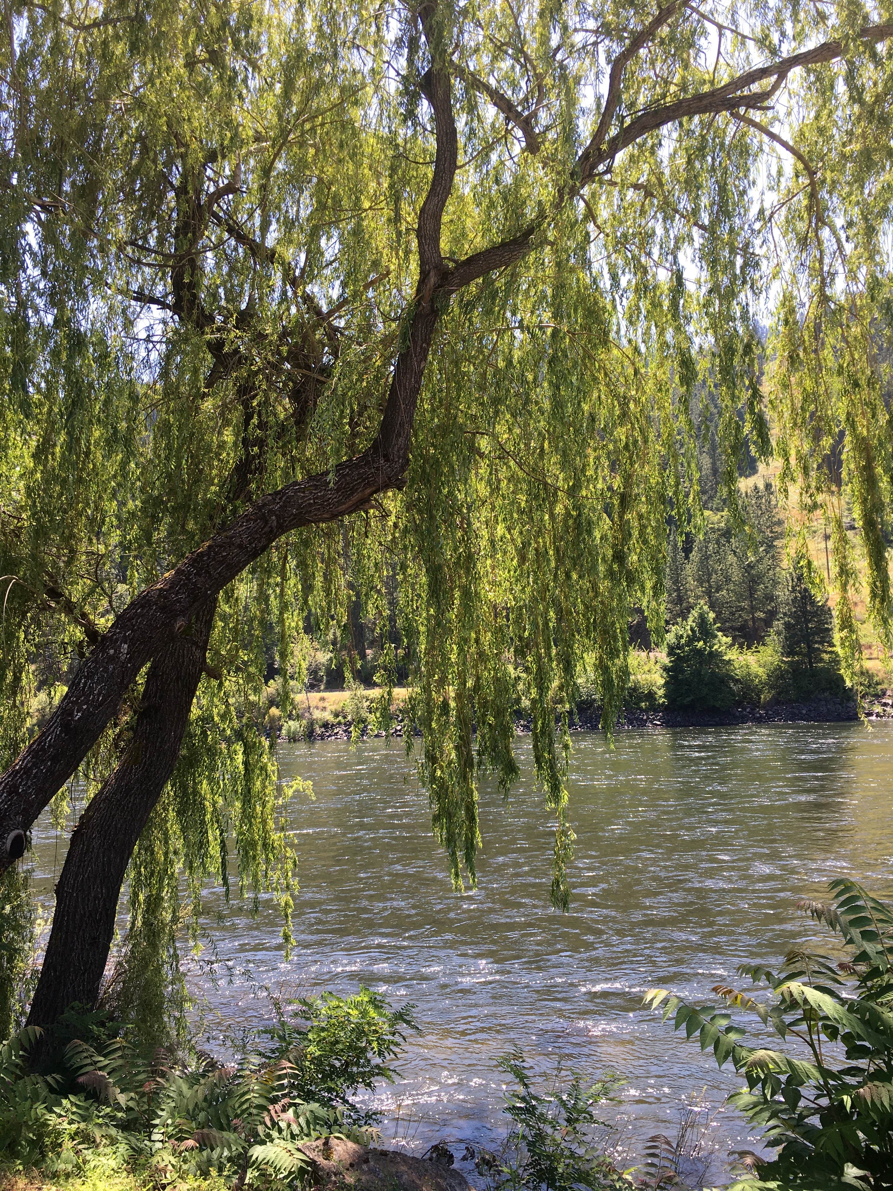 Camper-submitted photo at Clearwater Crossing RV Park near Grangeville, ID