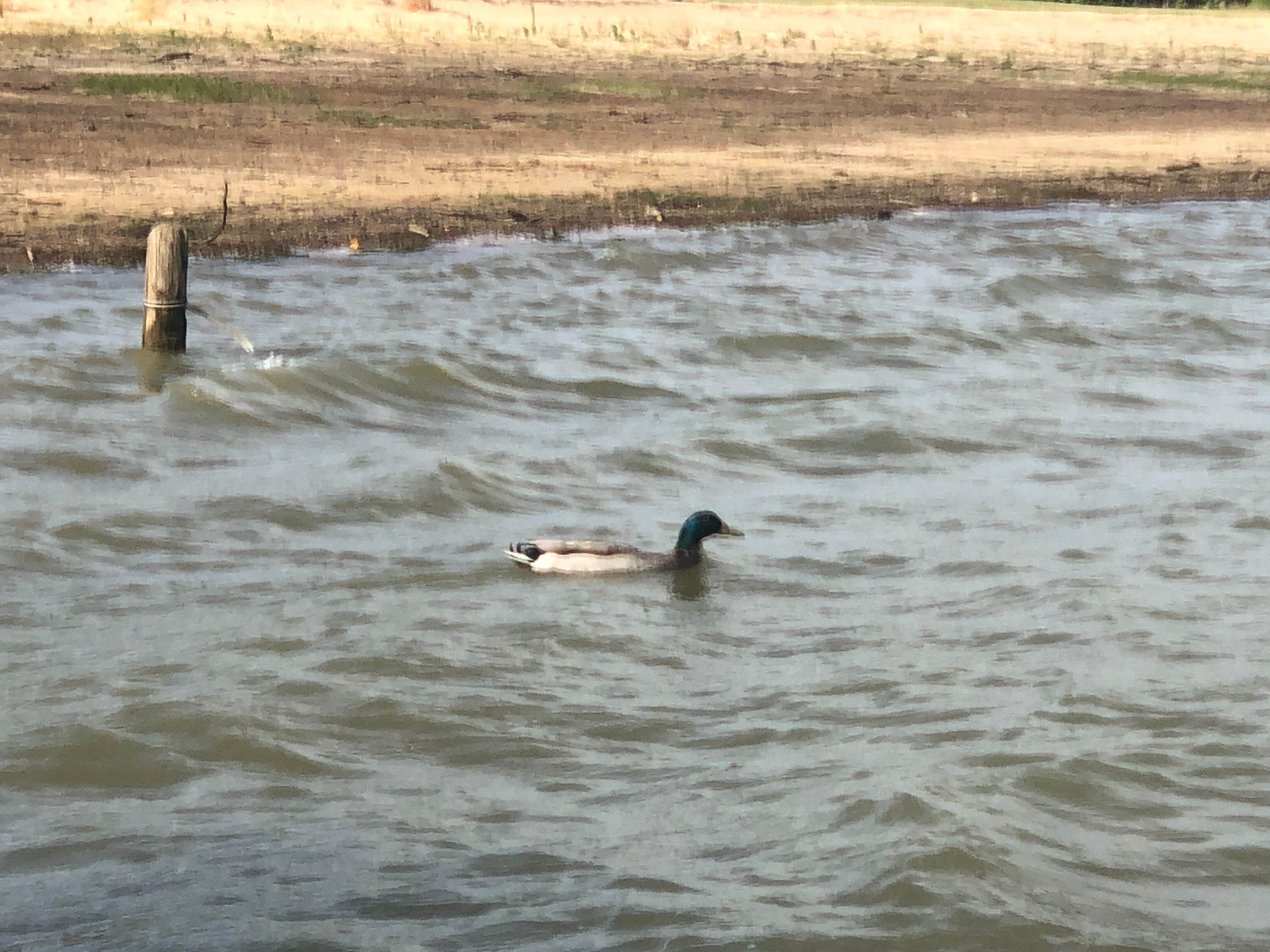 Camper-submitted photo at Loyd Park near Granbury, TX