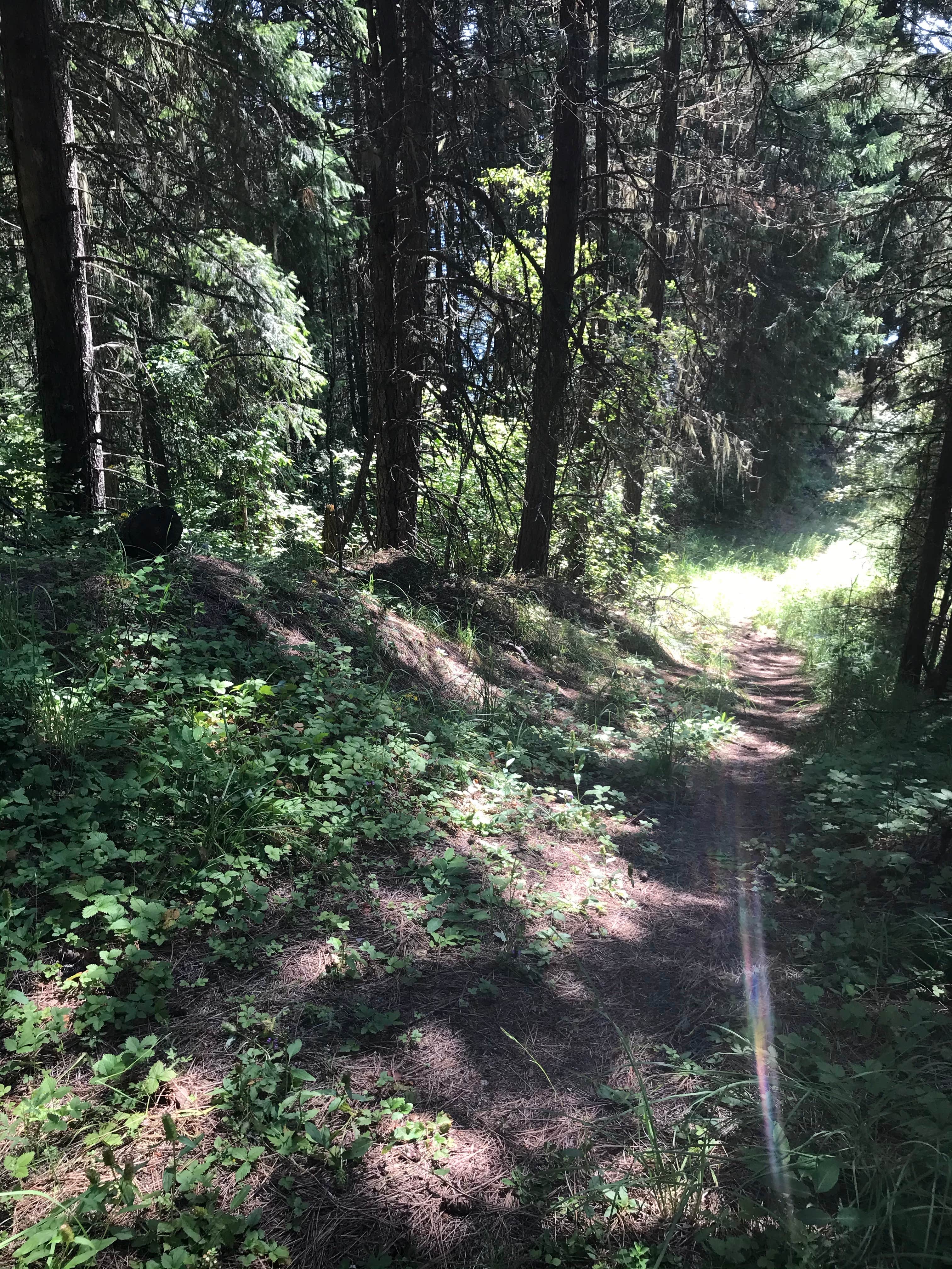 Camper-submitted photo at Mini camp 5.0 near Moscow, ID