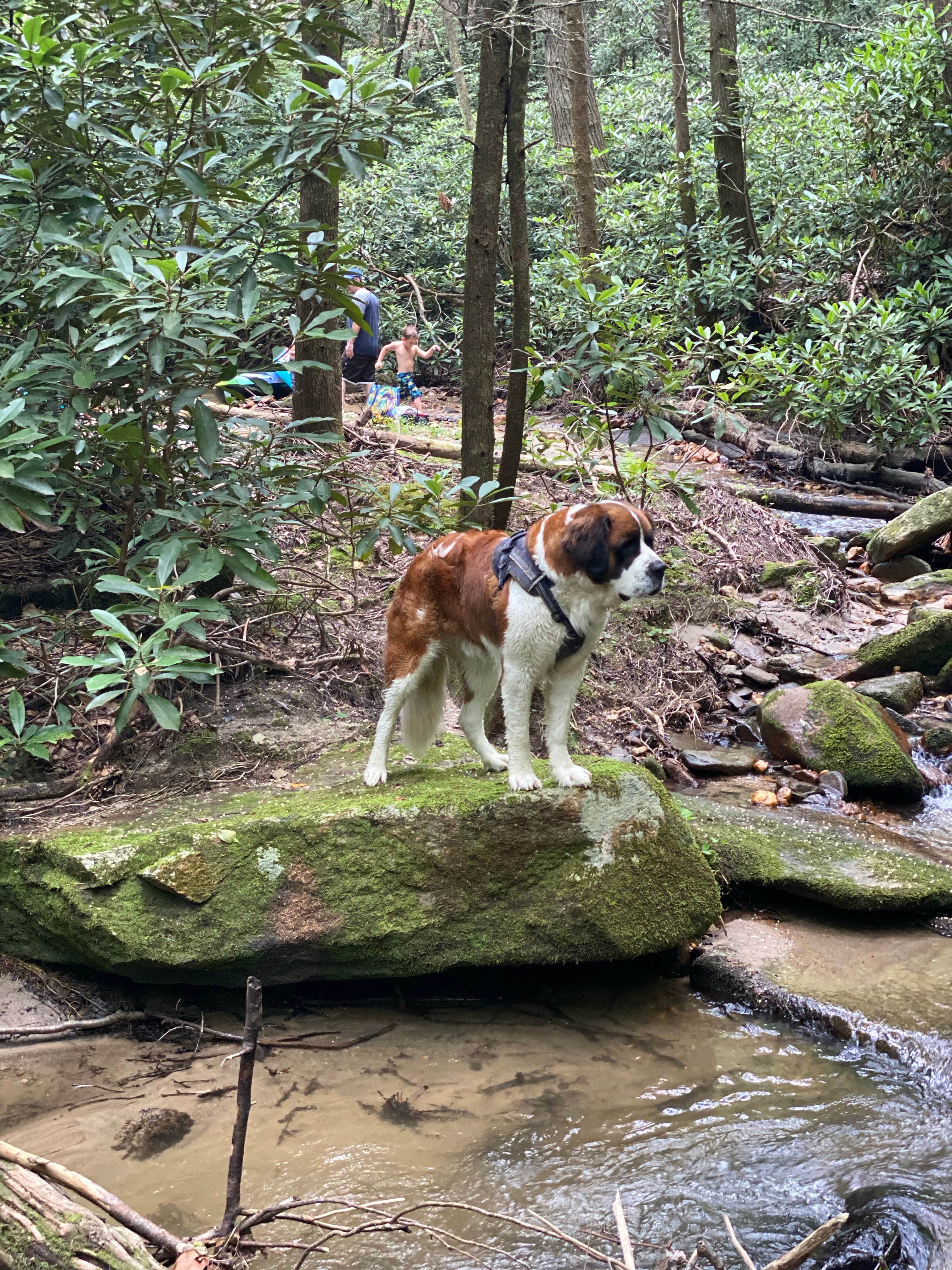 Ed A.'s photo of camping with pets at Stone Mountain State Park Campground near Purlear, NC