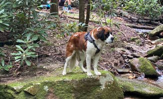 Ed A.'s photo of camping with pets at Stone Mountain State Park Campground near Purlear, NC