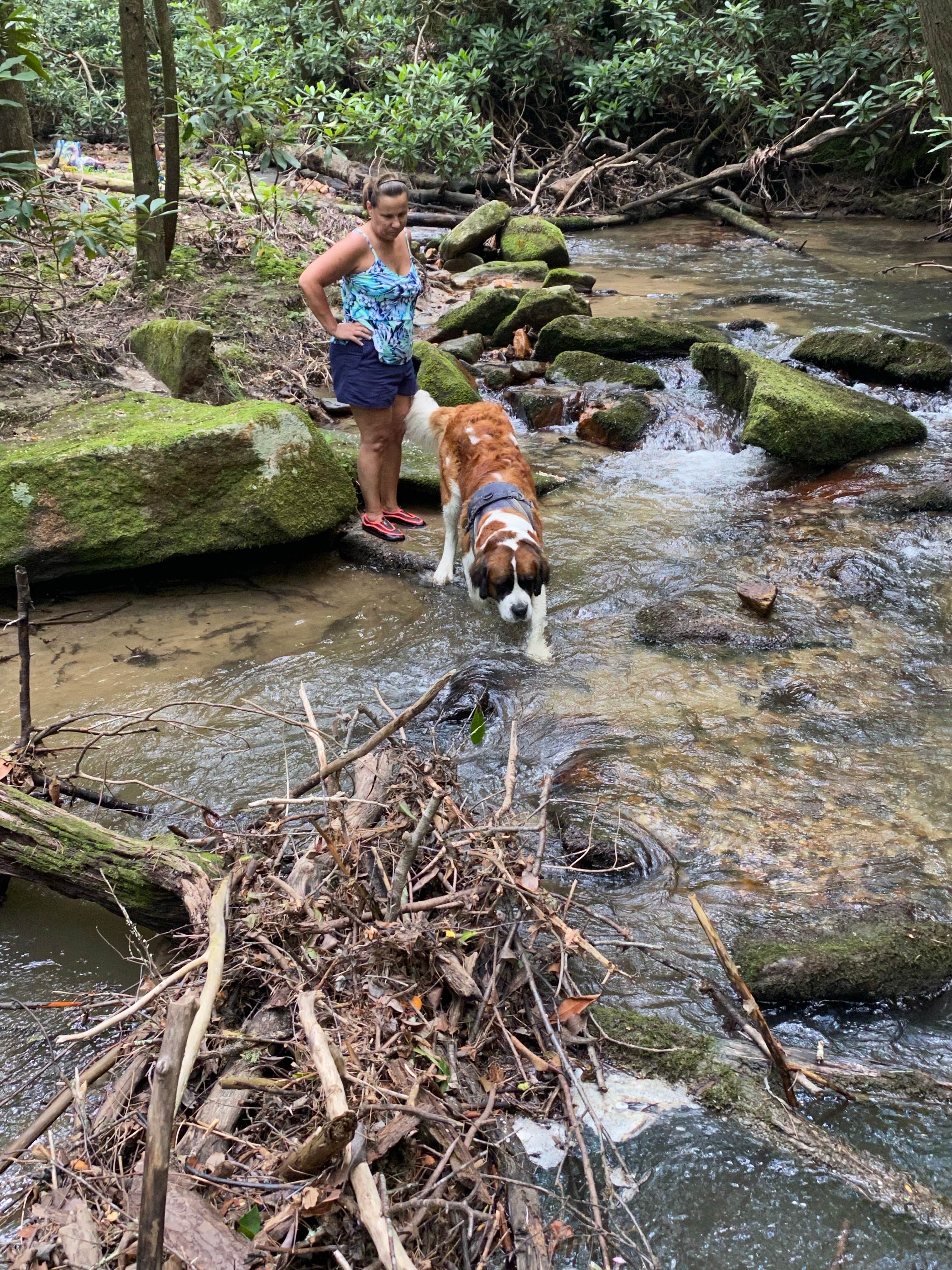 Ed A.'s photo of camping with pets at Stone Mountain State Park Campground near Cana, VA