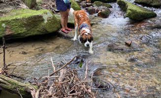 Ed A.'s photo of camping with pets at Stone Mountain State Park Campground near Cana, VA