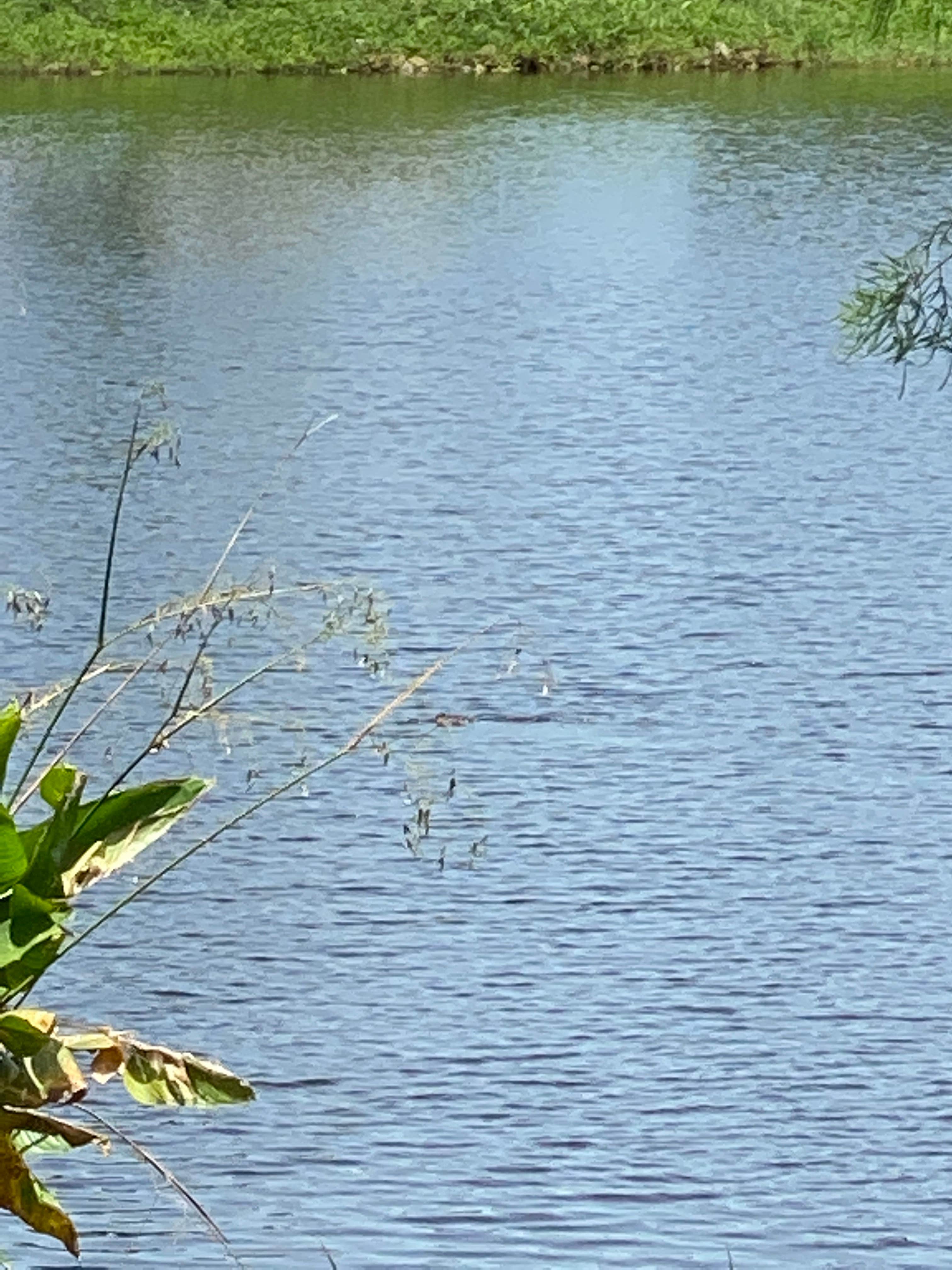 Camper-submitted photo at Torry Island Campground near Canal Point, FL