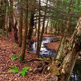 Review photo of Bucks Brook State Forest Primitive Tent Site by Janet R., December 1, 2017