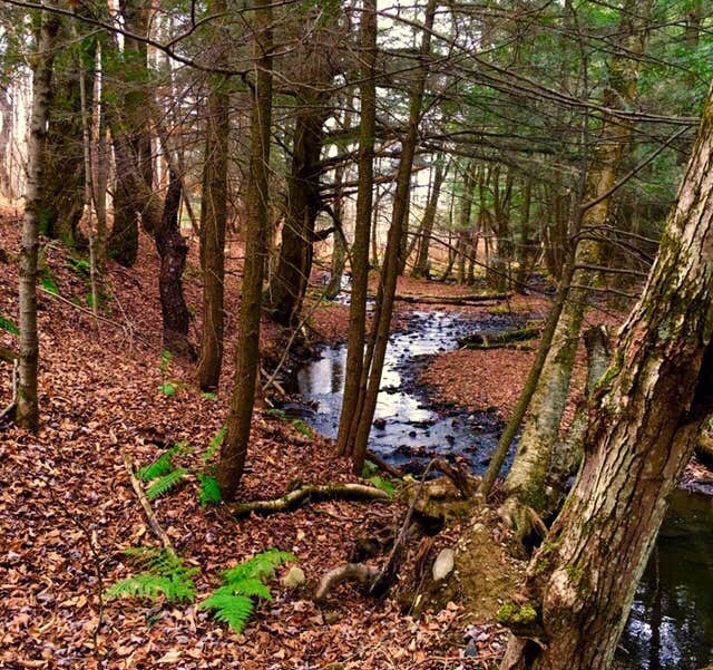 Camper submitted image from Bucks Brook State Forest Primitive Tent Site - 2