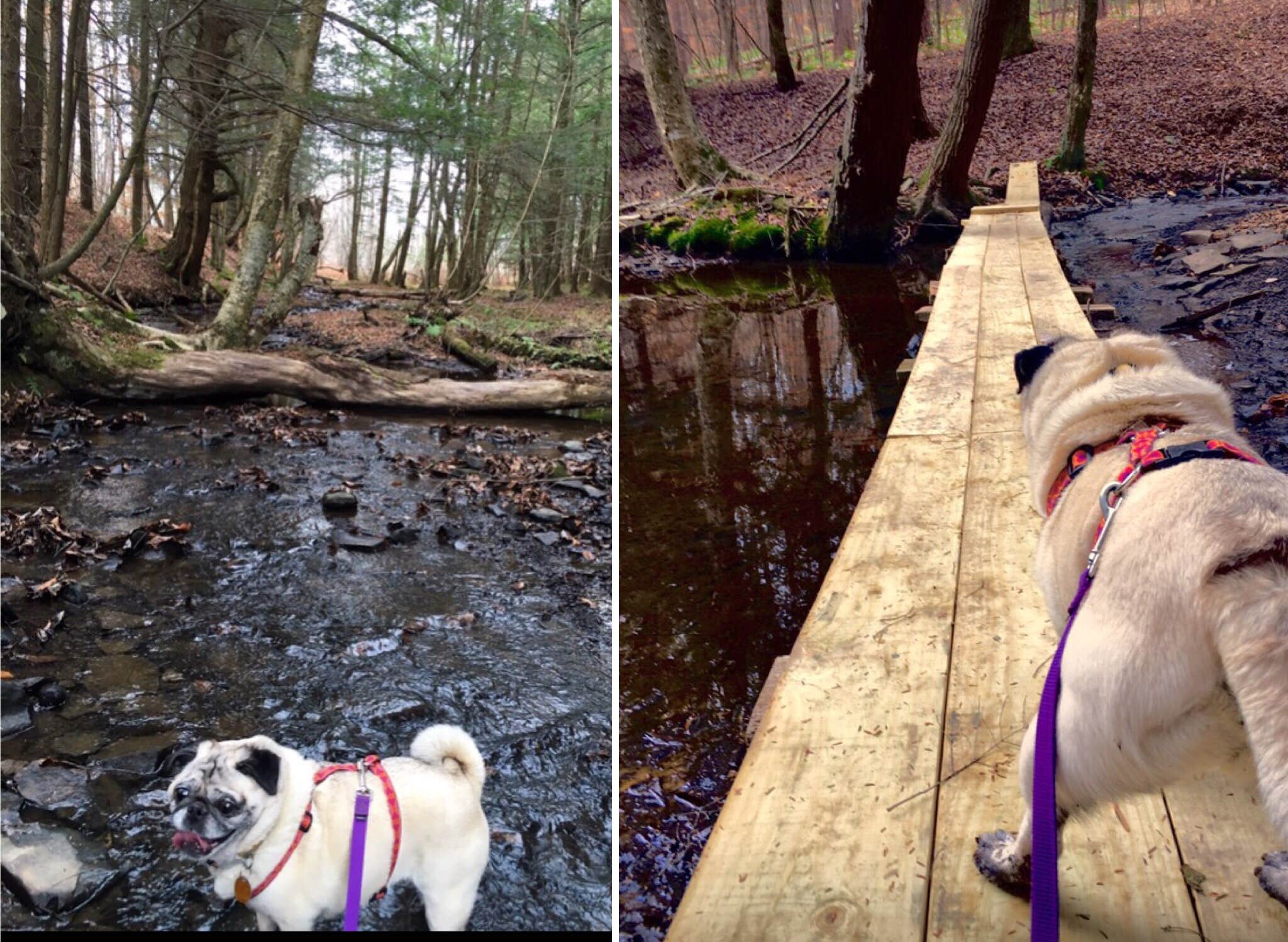 Janet R.'s photo of camping with pets at Bucks Brook State Forest Primitive Tent Site near Verona Beach, NY
