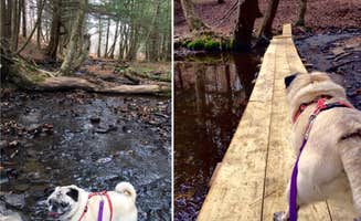 Janet R.'s photo of camping with pets at Bucks Brook State Forest Primitive Tent Site near Cazenovia, NY