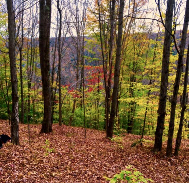 Camper-submitted photo at Bucks Brook State Forest Primitive Tent Site near Syracuse, NY