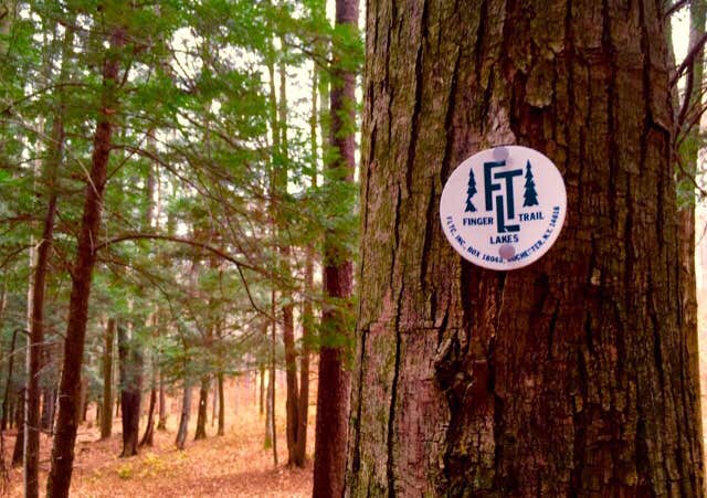 Camper-submitted photo at Bucks Brook State Forest Primitive Tent Site near Syracuse, NY