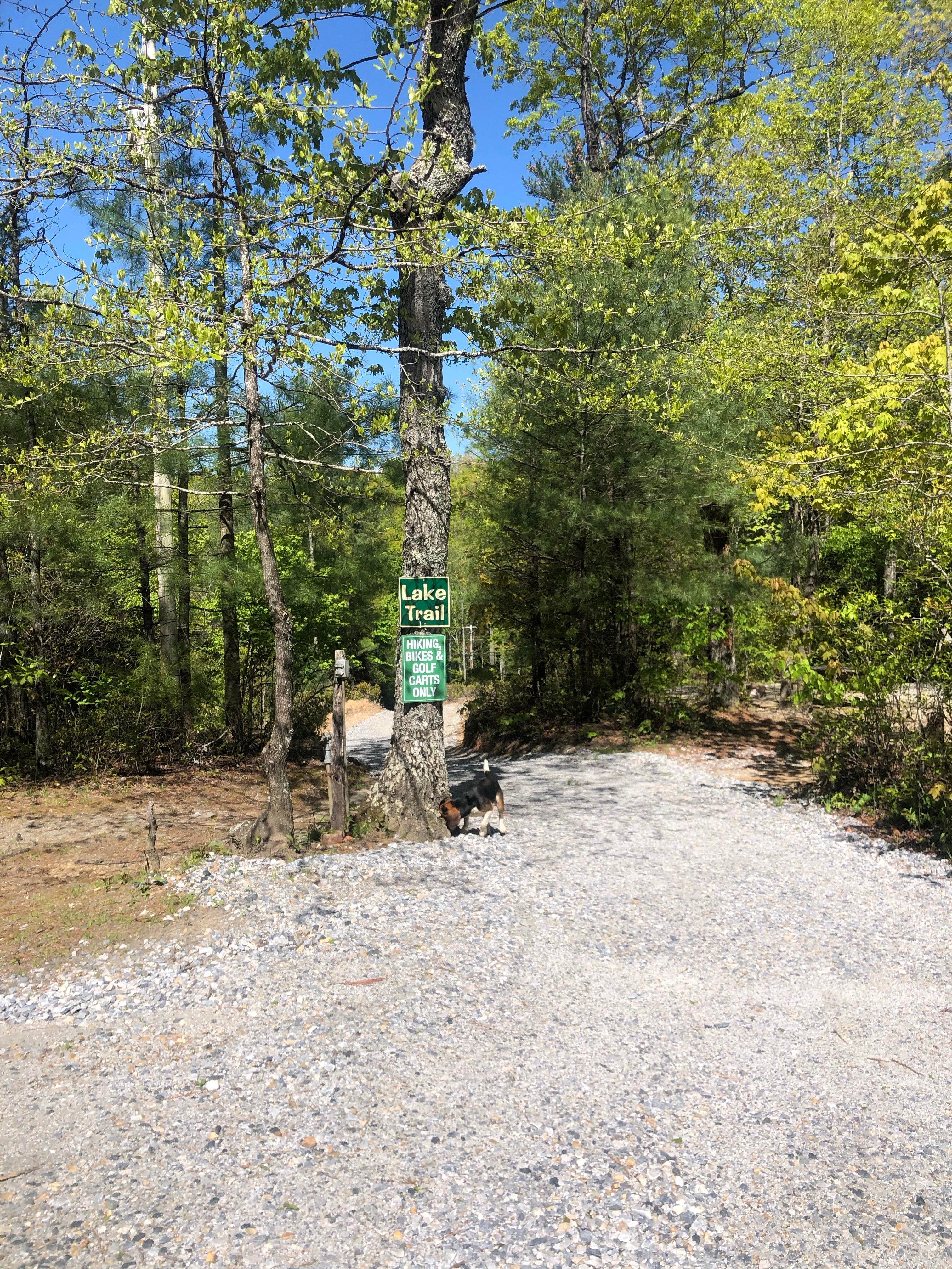 Lori H.'s photo of camping with pets at Spacious Skies Bear Den near Banner Elk, NC