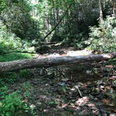 Review photo of Blue Heron Campground — Big South Fork National River and Recreation Area by Lori H., July 6, 2020